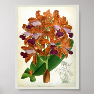 Poster Orquídea Cattleya Guttata Leopoldii Vintage Linden