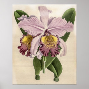 Poster Orquídea Cattleya Hardyana 