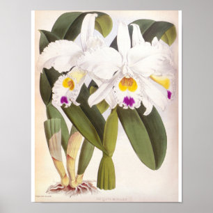 Poster Orquídea Cattleya Morgane Vintage Lindenia