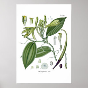 Póster Orquídea de baunilha