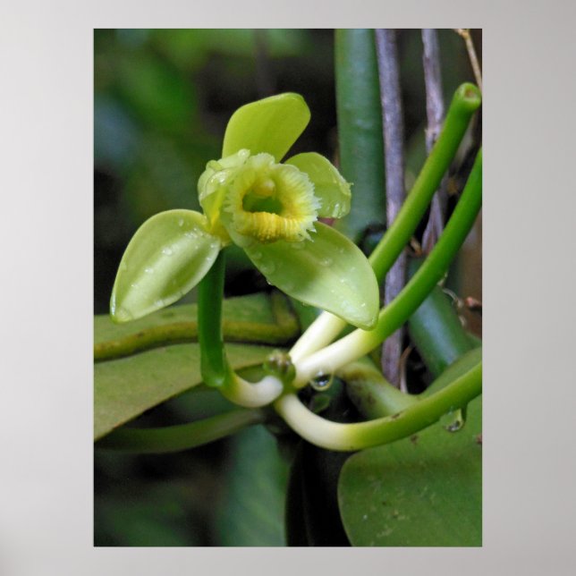 Poster Orquídea de baunilha (Frente)