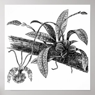 Póster Orquídea de borboleta