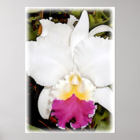 Orquídea de Cattleya branca e roxa