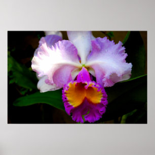 Póster Orquídea de Cattleya - branca/roxo/amarelo