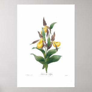 Póster Orquídea de deslizador