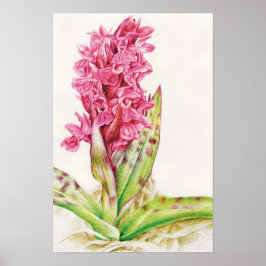 Póster Orquídea de Hebrideaui: Dactylorhza majalis