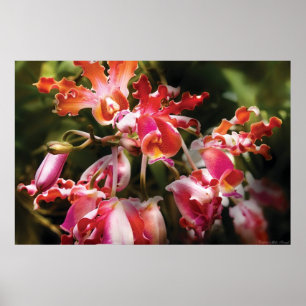 Poster Orquídea de Oncidium - doces do olho