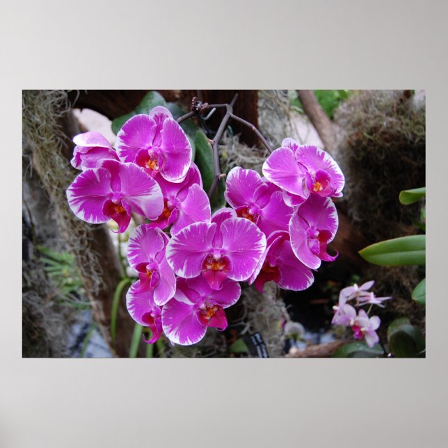 Póster Orquídea de Phalaenopsis no habitat natural (Frente)