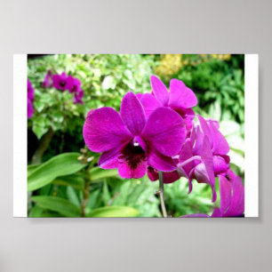 Poster Orquídea de Singapore