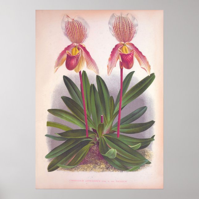 Poster Orquídea de Slipper Cipripedium Athurânio Rosa Vin (Frente)