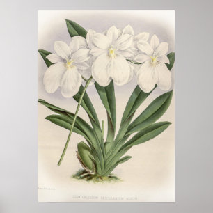Poster Orquídea de Vexilário de Odontoglossum