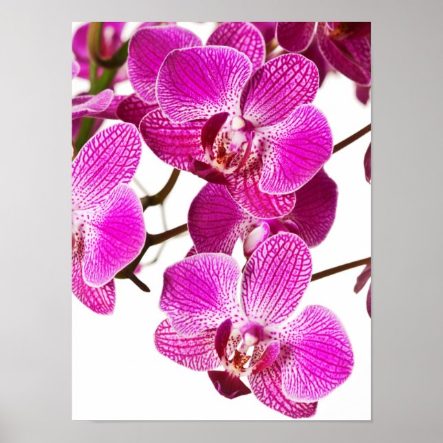 Poster Orquídea Dendrobium Rosa Quente - Fundo das Orquíd (Frente)