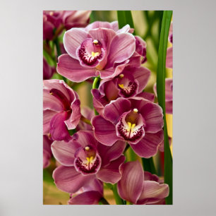 Póster Orquídea do Cymbidium