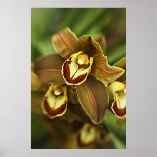 Póster Orquídea do Cymbidium