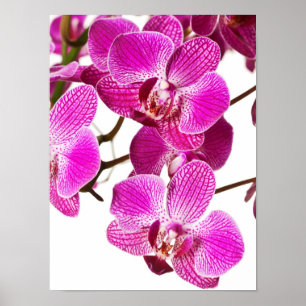 Poster Orquídea do Dendrobium do rosa quente - fundo das