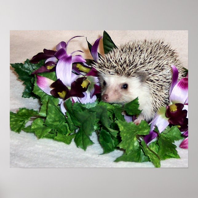 Póster Orquídea do porco (Frente)