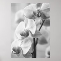 /orquídea em preto sabe