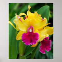 Orquídea exótica em cor amarela e rosa quente