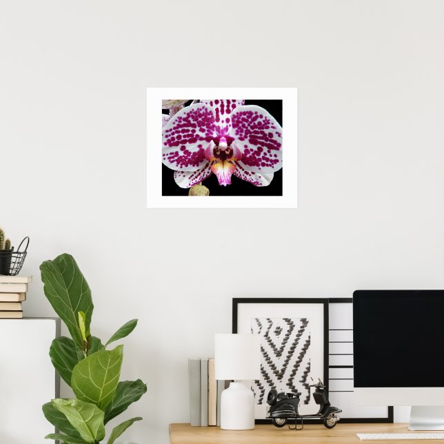 Poster Orquídea Harlequin Phalaenopsis Floral em Flor (Escritório em casa)