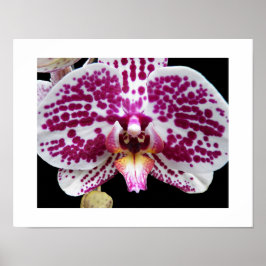 Poster Orquídea Harlequin Phalaenopsis Floral em Flor