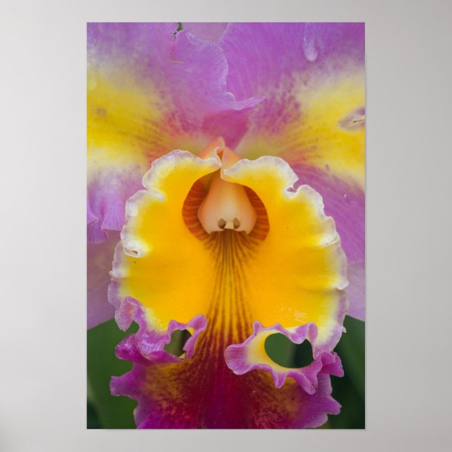 Poster Orquídea híbrida, Flórida (Frente)