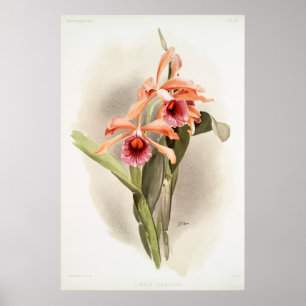 Poster Orquídea Ilustrada