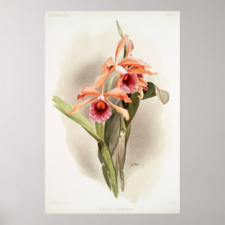 Poster Orquídea Ilustrada