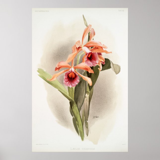 Poster Orquídea Ilustrada (Frente)
