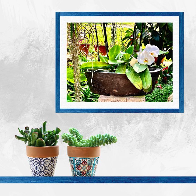 Poster Orquídea-lua branca (Criador carregado)