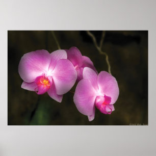 Póster Orquídea - Melhor num conjunto