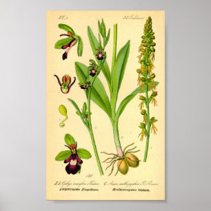 Póster Orquídea-mosca (Ophrys intifera)