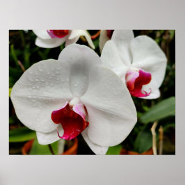 Poster Orquídea Nebulosa