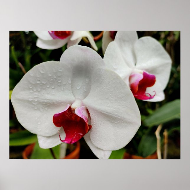 Poster Orquídea Nebulosa (Frente)