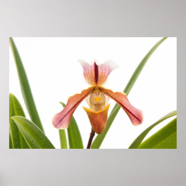 Poster Orquídea - O chinelo vai caber (Frente)
