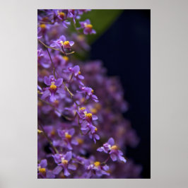 Poster Orquídea Oncidium Twinkle
