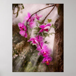 Poster Orquídea - Paixão Tropical