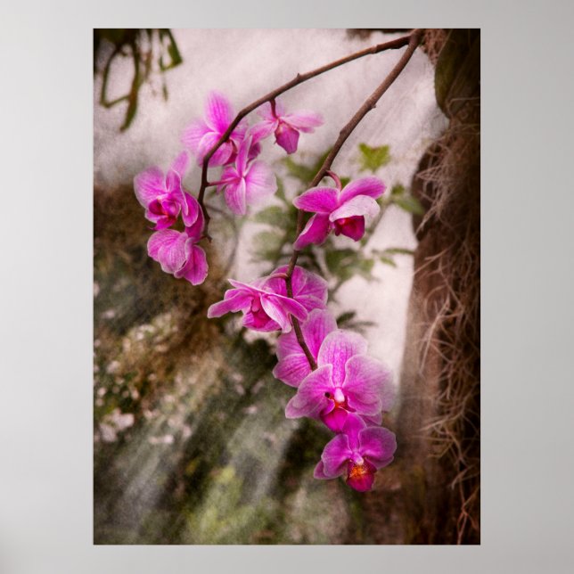 Poster Orquídea - Paixão Tropical (Frente)