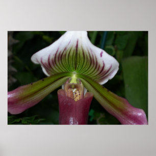 Póster Orquídea Paphiopedilum
