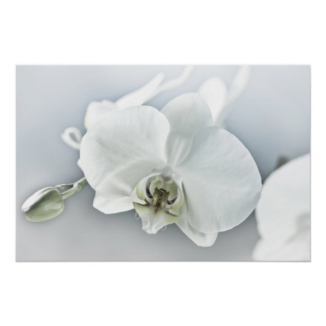 Póster Orquídea Phalaenopsis Branca (Frente)