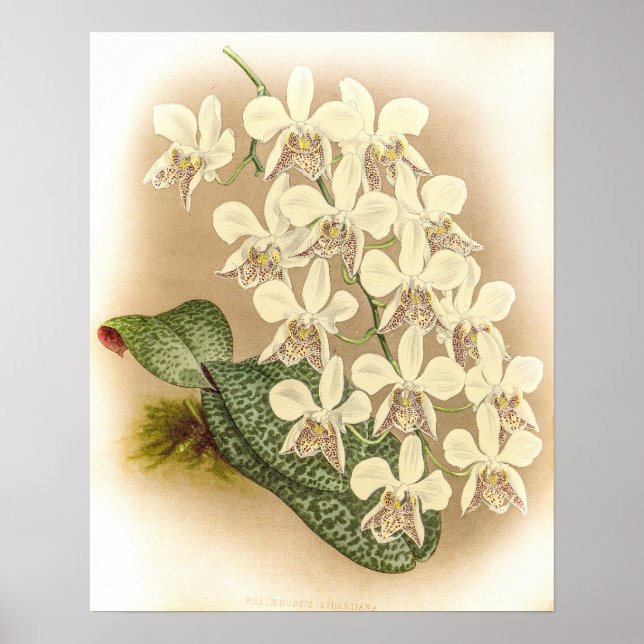 Poster Orquídea Phalaenopsis stuartiana (Frente)