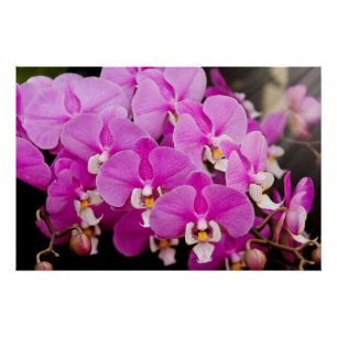 Póster Orquídea - Phalaenopsis - Tickled pink