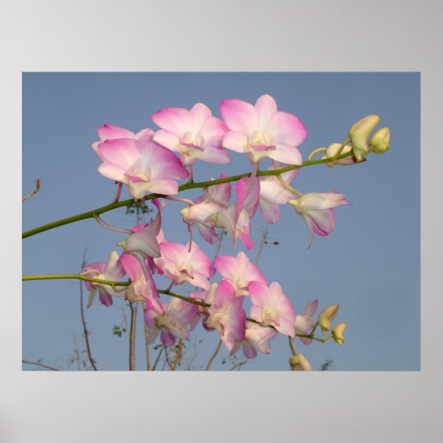 Póster Orquídea Rosa (Frente)