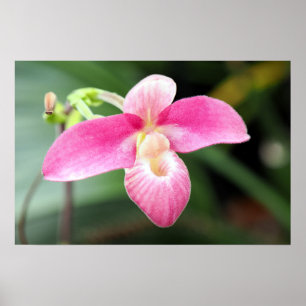 Poster Orquídea rosa adorável