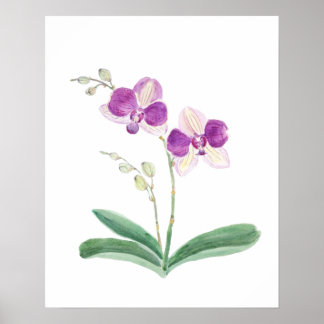 Poster orquídea roxa