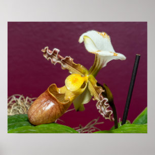 Poster Orquídea Sapatinho de Vênus