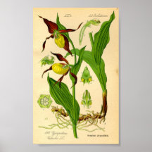 Orquídea-serpente (Cypripedium calceolus)