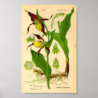 Poster Orquídea-serpente (Cypripedium calceolus)