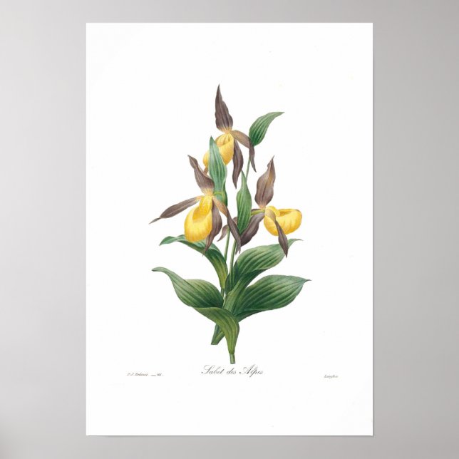 Póster Orquídea Slipper (Frente)