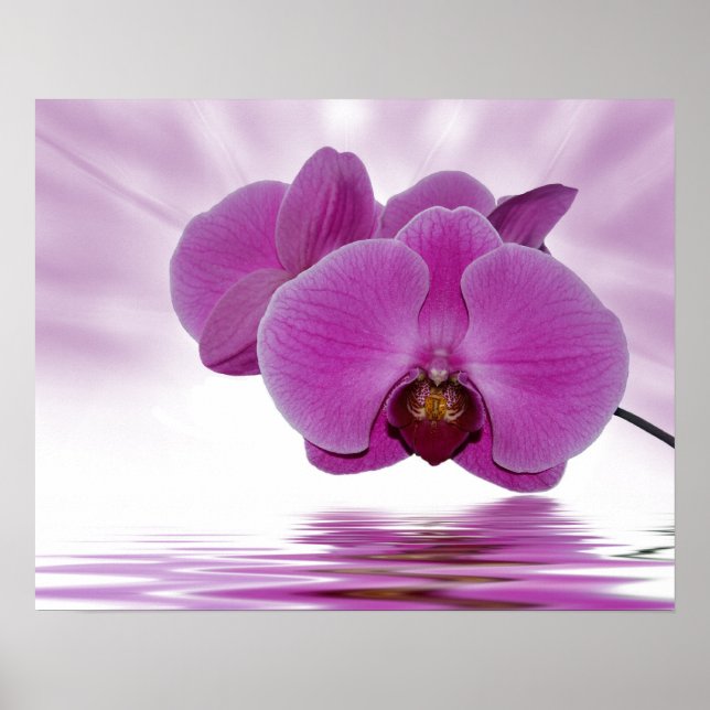 Póster Orquídea Tropical (Frente)