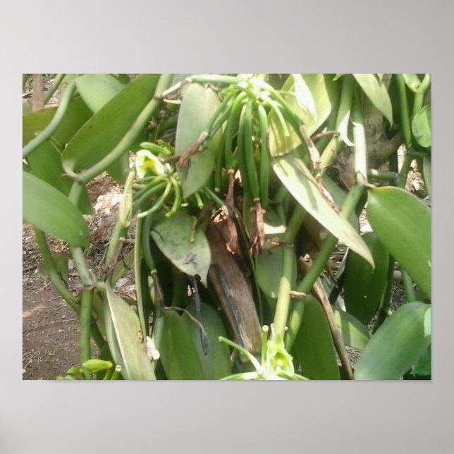 Póster Orquídea Vanilla Planifolia (Frente)